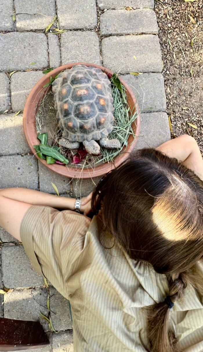 This Woman Has Become True Besties With A Sonoran Desert Tortoise She Recently Adopted