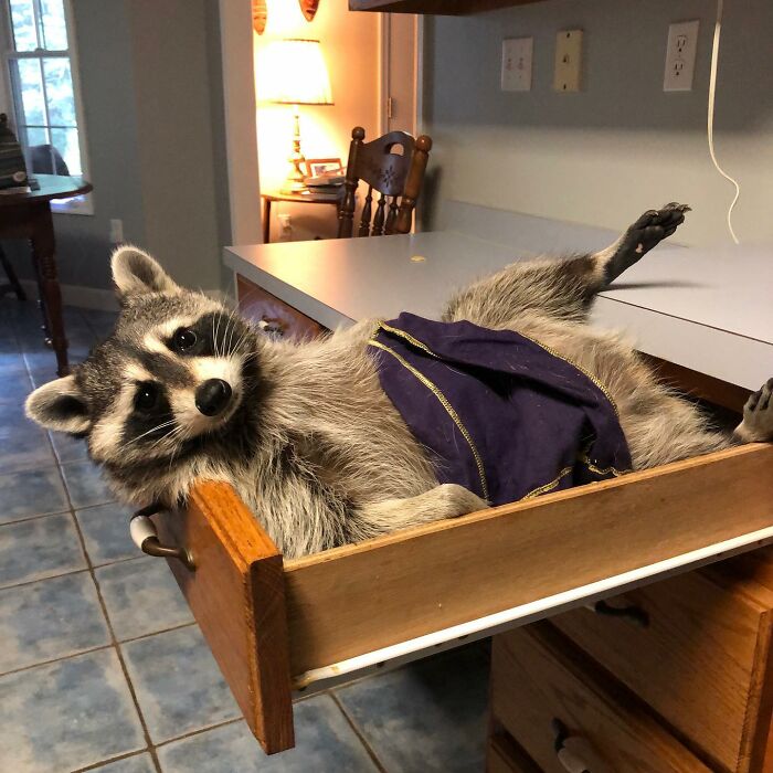 If You’re Having A Tough Day, Biscuits The Raccoon May Just Bring Your Smile Back If You’re Having A Tough Day, Biscuits The Raccoon May Just Bring Your Smile Back