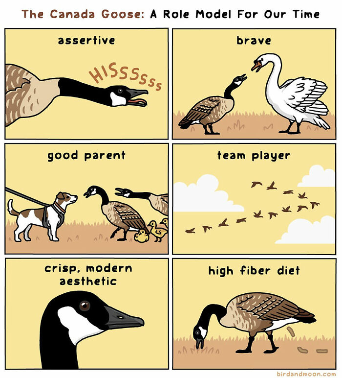 This Artist Brings Laughter To Bird And Nature Lovers With Humorous Comics