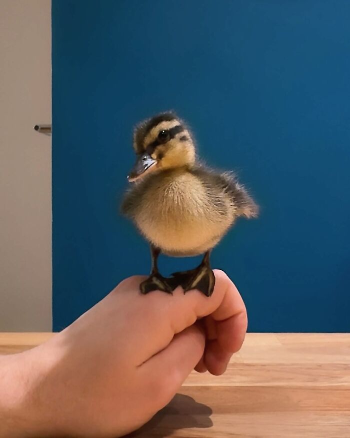 Man Found An Abandoned Egg And Decided To Take It Home, Hatching A New Friendship