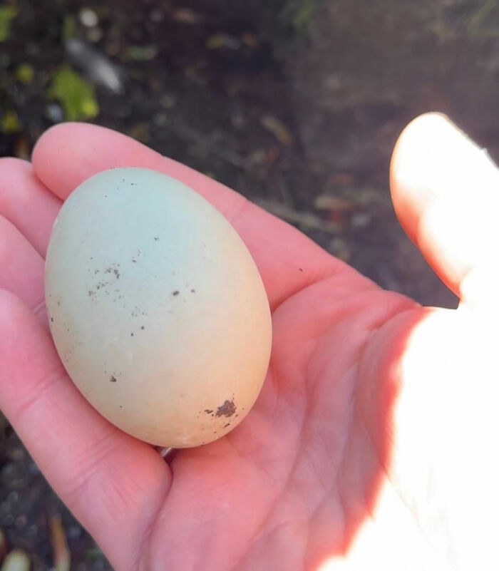 Man Found An Abandoned Egg And Decided To Take It Home, Hatching A New Friendship