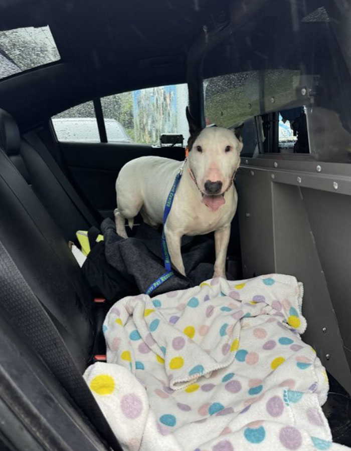 Cruel Owner Arrested For Tying His Dog To Fence During Hurricane Milton Reveals Why He Did It