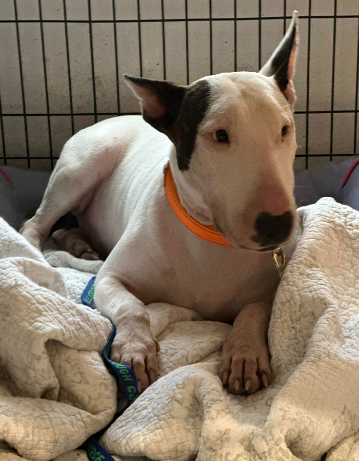 Cruel Owner Arrested For Tying His Dog To Fence During Hurricane Milton Reveals Why He Did It