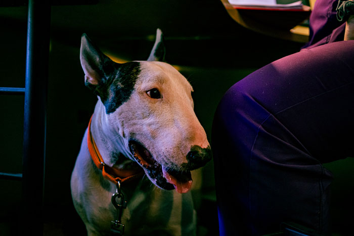 Cruel Owner Arrested For Tying His Dog To Fence During Hurricane Milton Reveals Why He Did It