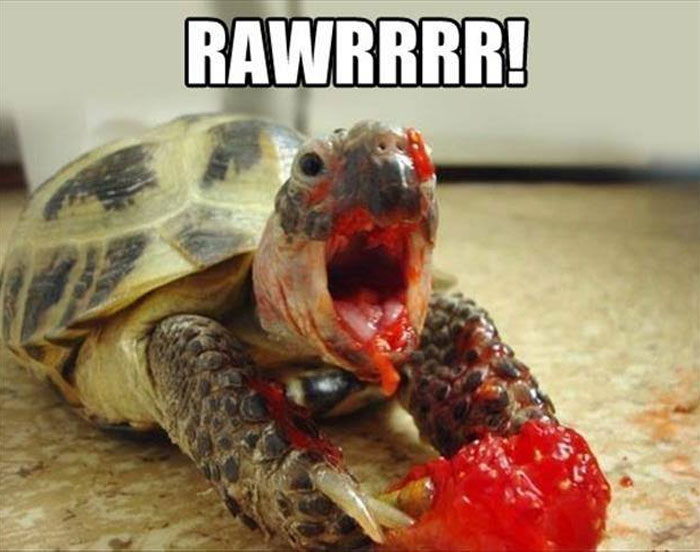 Turtle humor: A turtle with an open mouth, eating a red fruit, captioned "RAWRRR!"