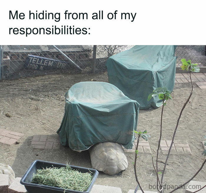 Turtle meme showing a turtle hiding under a covered garden chair, humorously depicting avoidance of responsibilities.