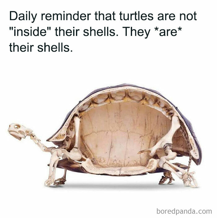 Skeleton of a turtle inside its shell with a humorous text about turtle anatomy.