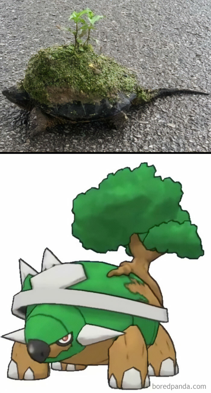 Turtle with moss and plant, alongside a cartoon turtle with a tree, showcasing slow and steady humor.