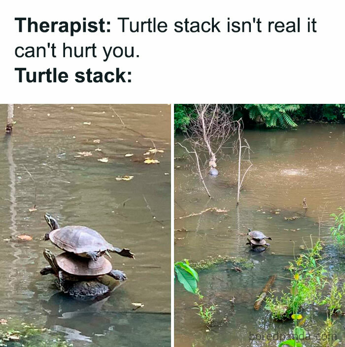 Three turtles stacked in a pond, a funny turtle meme about a "turtle stack."