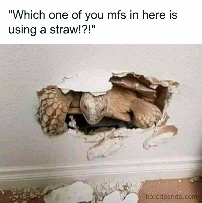 A turtle humorously emerging from a hole in the wall, captioned about straws, creating a funny turtle meme.