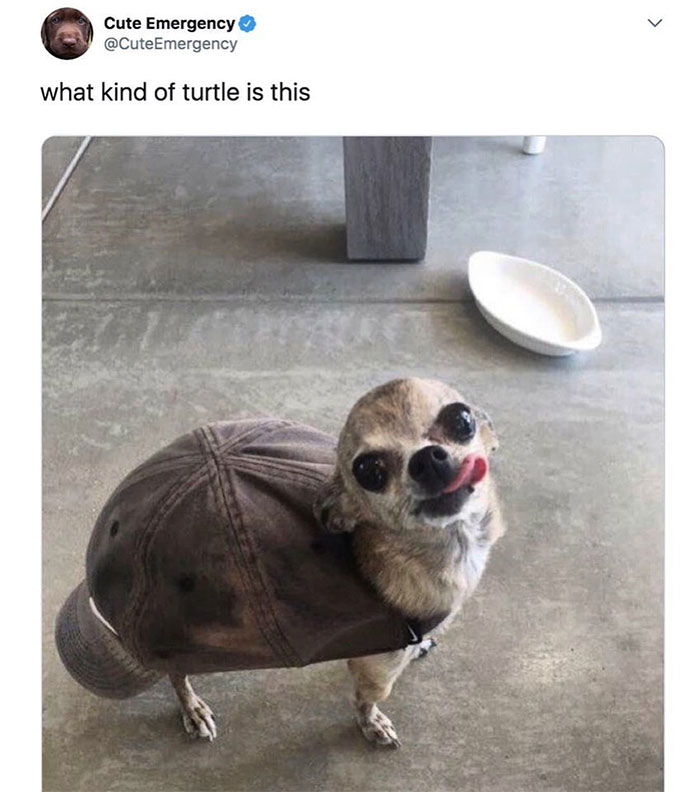 Dog wearing a cap like a turtle shell, with tongue out, captioned "what kind of turtle is this."