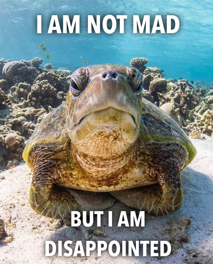 Turtle meme with text "I am not mad but I am disappointed," featuring a serious-looking turtle underwater.