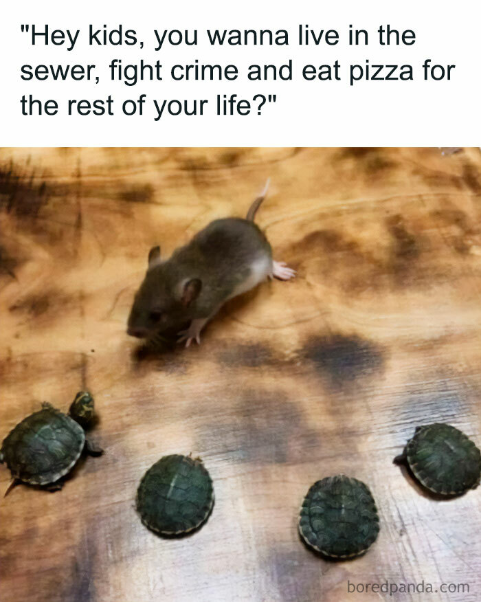 Mouse speaking to baby turtles in a humorous meme setting.