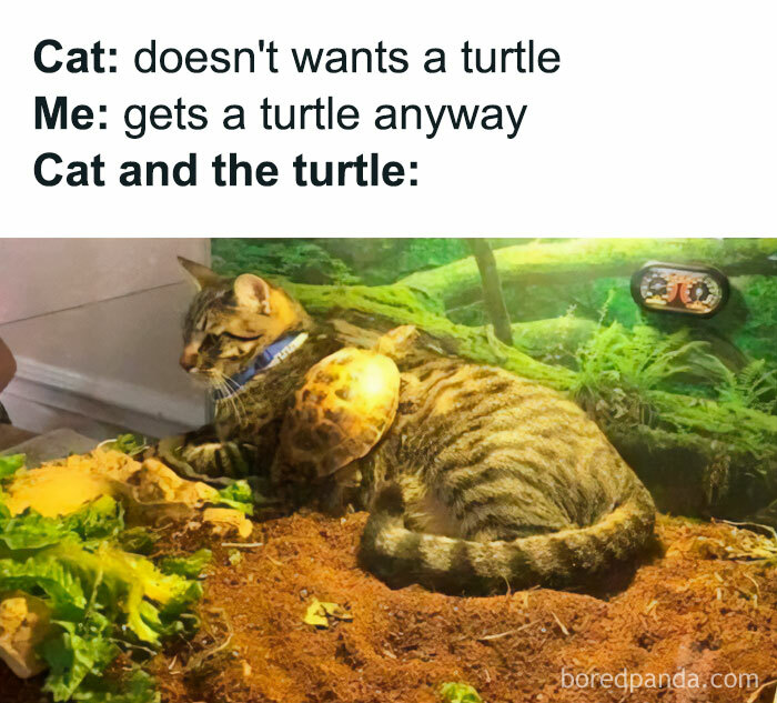 Cat and turtle meme with a turtle resting on a cat in a terrarium setting.