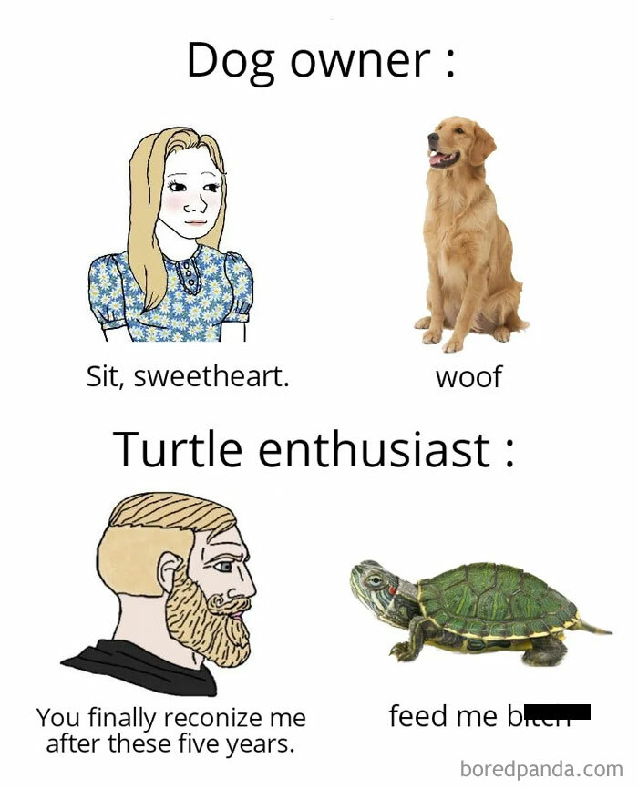 Comic depicting a turtle enthusiast's humorous interaction with their turtle compared to a dog owner.