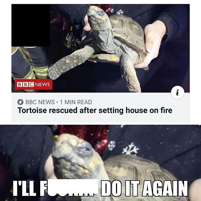 A turtle meme featuring a tortoise involved in a humorous headline about setting a house on fire.