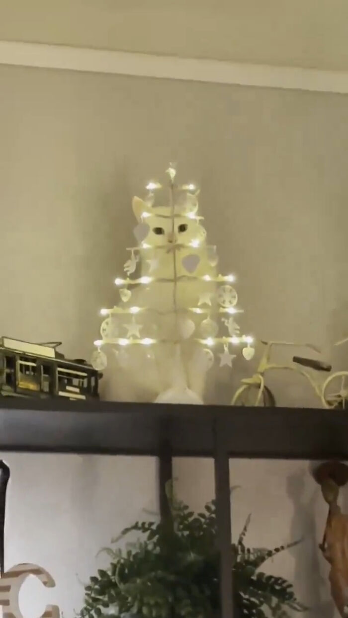 Cute-There-Is-No-Cat-Images