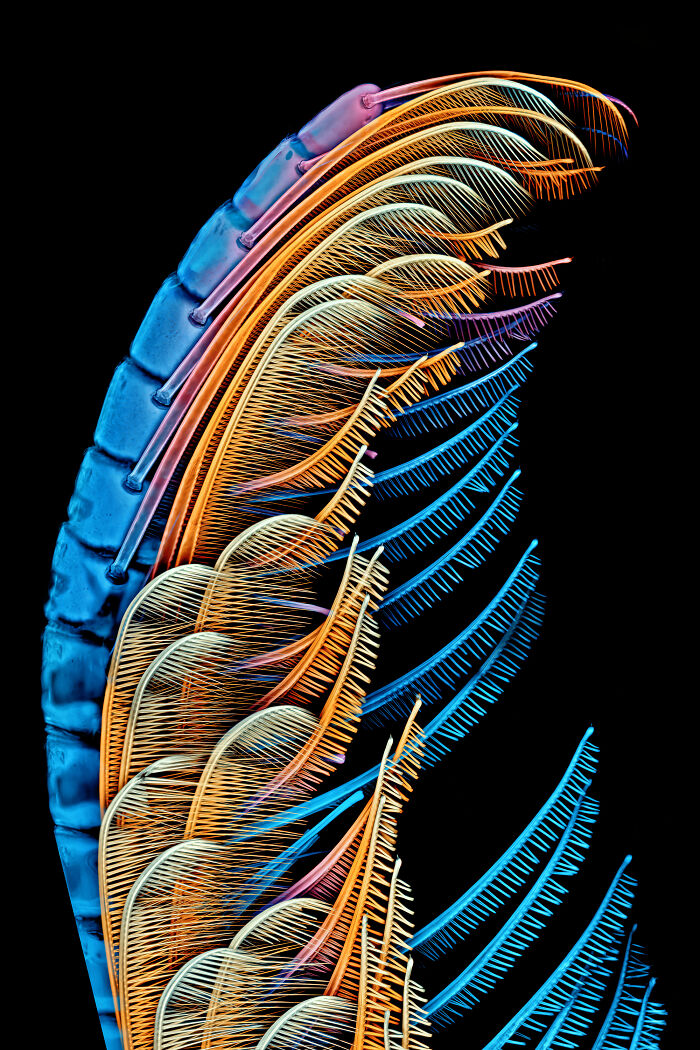 Close-up microscopic image showcasing intricate, colorful patterns from the 2024 Nikon Small World photomicrography contest.