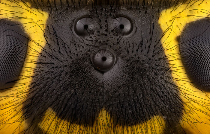 Close-up microscopic image showing intricate details of an insect's eyes and facial textures from Nikon Small World contest.