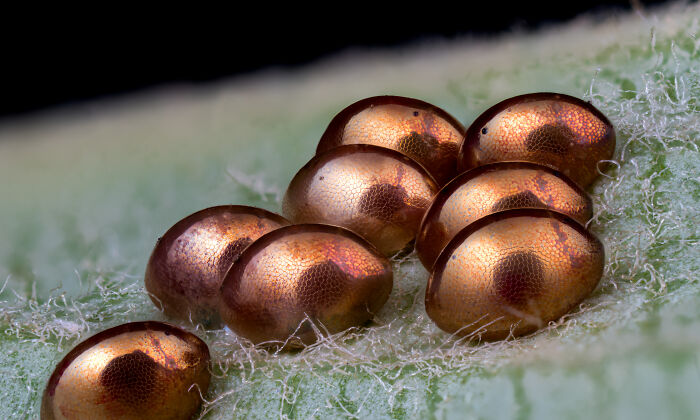 Close-up microscopic image of insect eggs resting on a textured green surface from Nikon Small World contest.