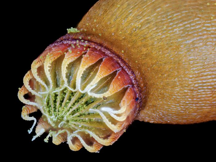 Close-up microscopic image of a colorful organism showcasing details from the 2024 Nikon Small World contest.