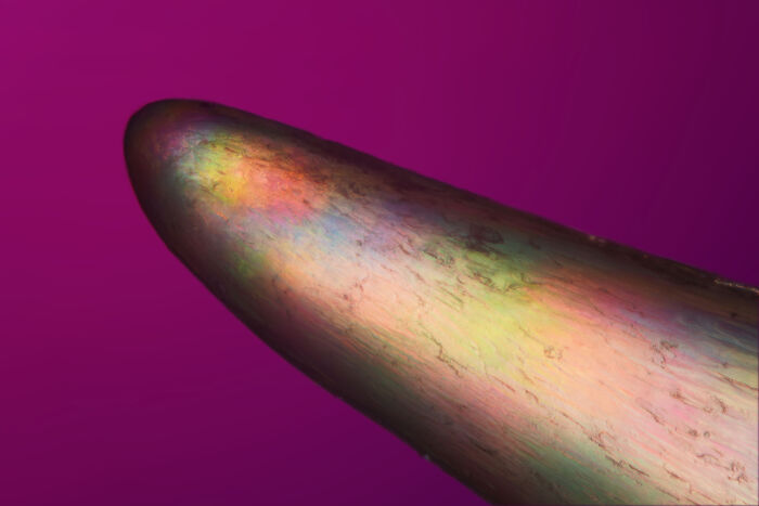 Close-up microscopic image showcasing vibrant colors and textures from the 2024 Nikon Small World photomicrography contest.