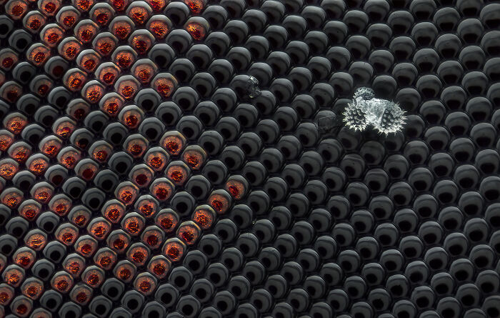 Close-up microscopic image showing the intricate structure of a compound eye from the 2024 Nikon Small World photomicrography contest.