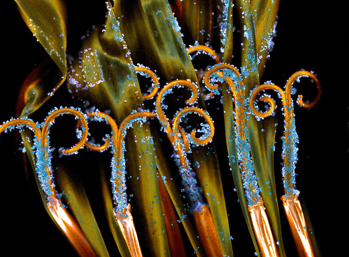 Close-up of colorful plant structures covered with pollen grains in a mind-blowing microscopic image from Nikon Small World contest 2024.