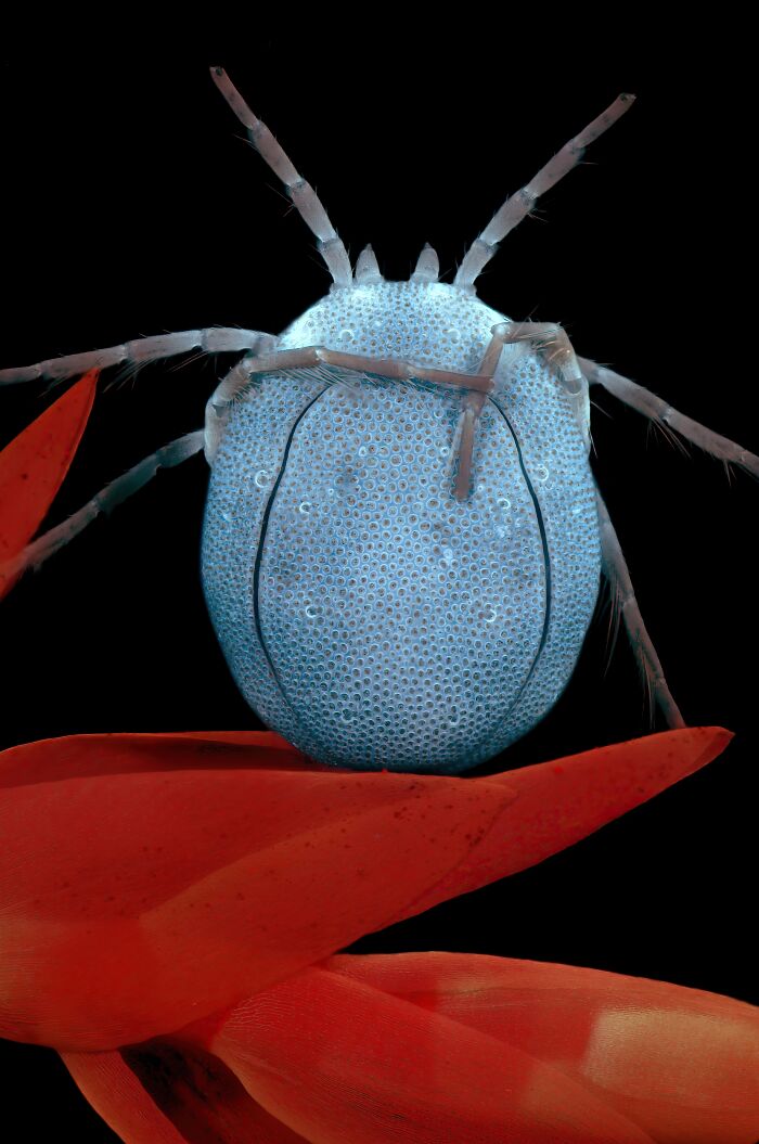 Close-up microscopic image of a small blue insect on bright red petals from the 2024 Nikon Small World contest.