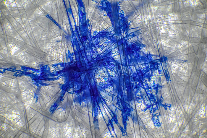 Microscopic image showing blue crystalline structures captured in the 2024 Nikon Small World photomicrography contest.