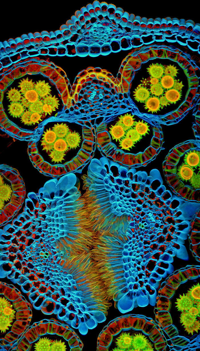 Colorful microscopic plant cells with detailed structures, showcasing mind-blowing microscopic images from Nikon Small World contest.