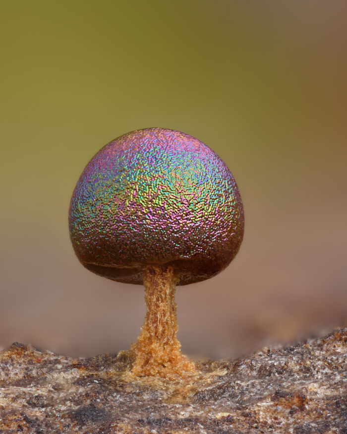 Iridescent microscopic fungus captured in striking detail for the 2024 Nikon Small World photomicrography contest.