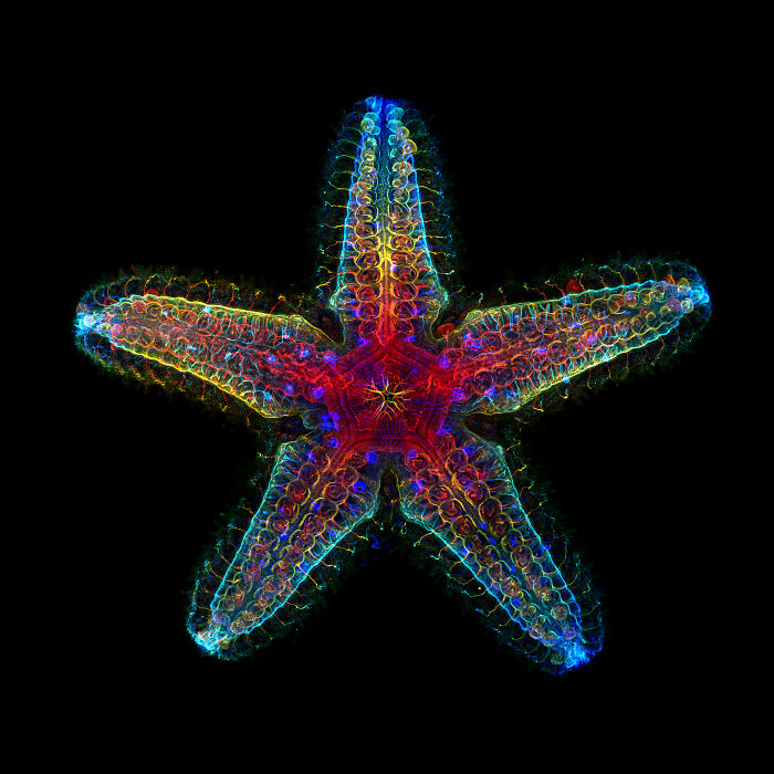 Vibrant microscopic image of a starfish highlighting intricate details in the 2024 Nikon Small World photomicrography contest.