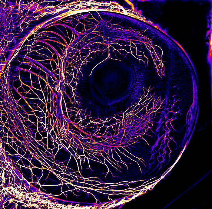 Colorful microscopic image showcasing intricate nerve fibers in a biological specimen from the Nikon Small World contest 2024.