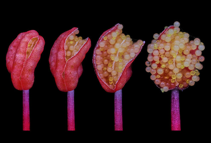 Close-up microscopic images of a flower releasing pollen grains, captured in the 2024 Nikon Small World contest.
