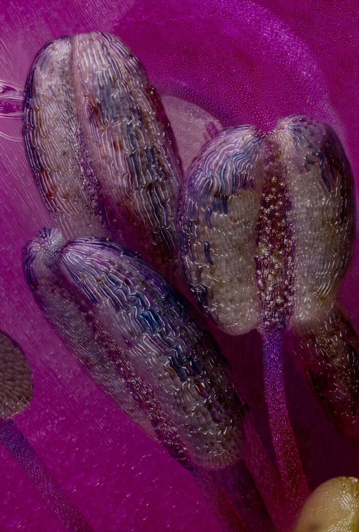 Image Of Distinction - Ou Zhilei