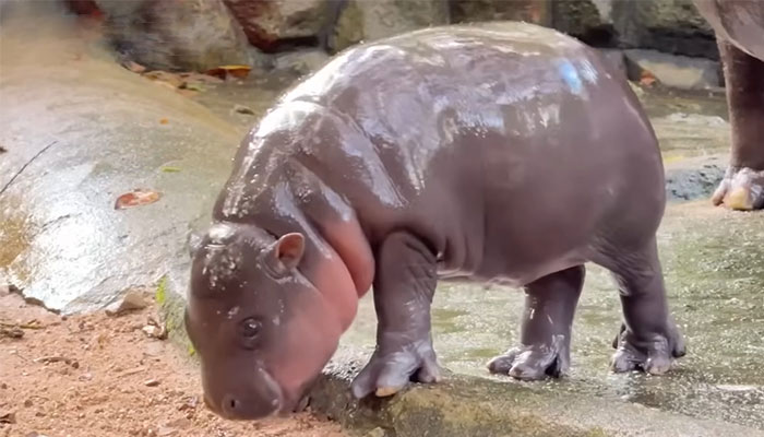 “Put Them In Jail”: Tourist Sparks Outrage After Firing Slingshot In Zoo That Houses Moo Deng “Put Them In Jail”: Tourist Sparks Outrage After Firing Slingshot In Zoo That Houses Moo Deng