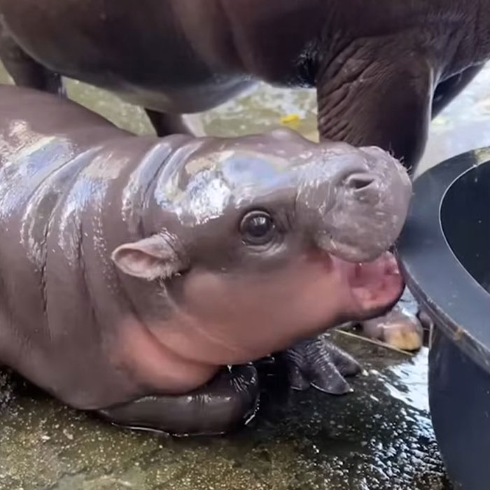 “Put Them In Jail”: Tourist Sparks Outrage After Firing Slingshot In Zoo That Houses Moo Deng “Put Them In Jail”: Tourist Sparks Outrage After Firing Slingshot In Zoo That Houses Moo Deng