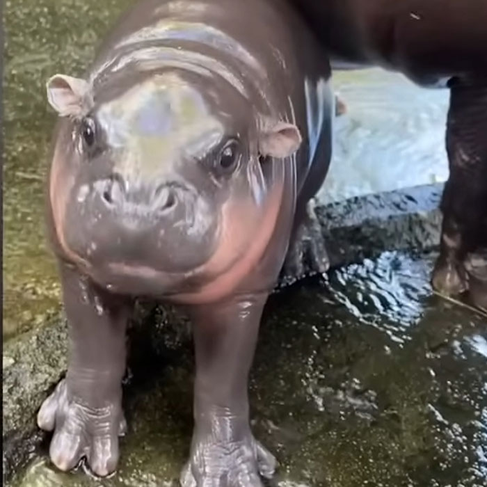 “Put Them In Jail”: Tourist Sparks Outrage After Firing Slingshot In Zoo That Houses Moo Deng “Put Them In Jail”: Tourist Sparks Outrage After Firing Slingshot In Zoo That Houses Moo Deng