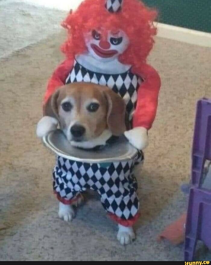 Proof That Dogs Are Better Sports Than Any Human When It Comes To Halloween Costumes