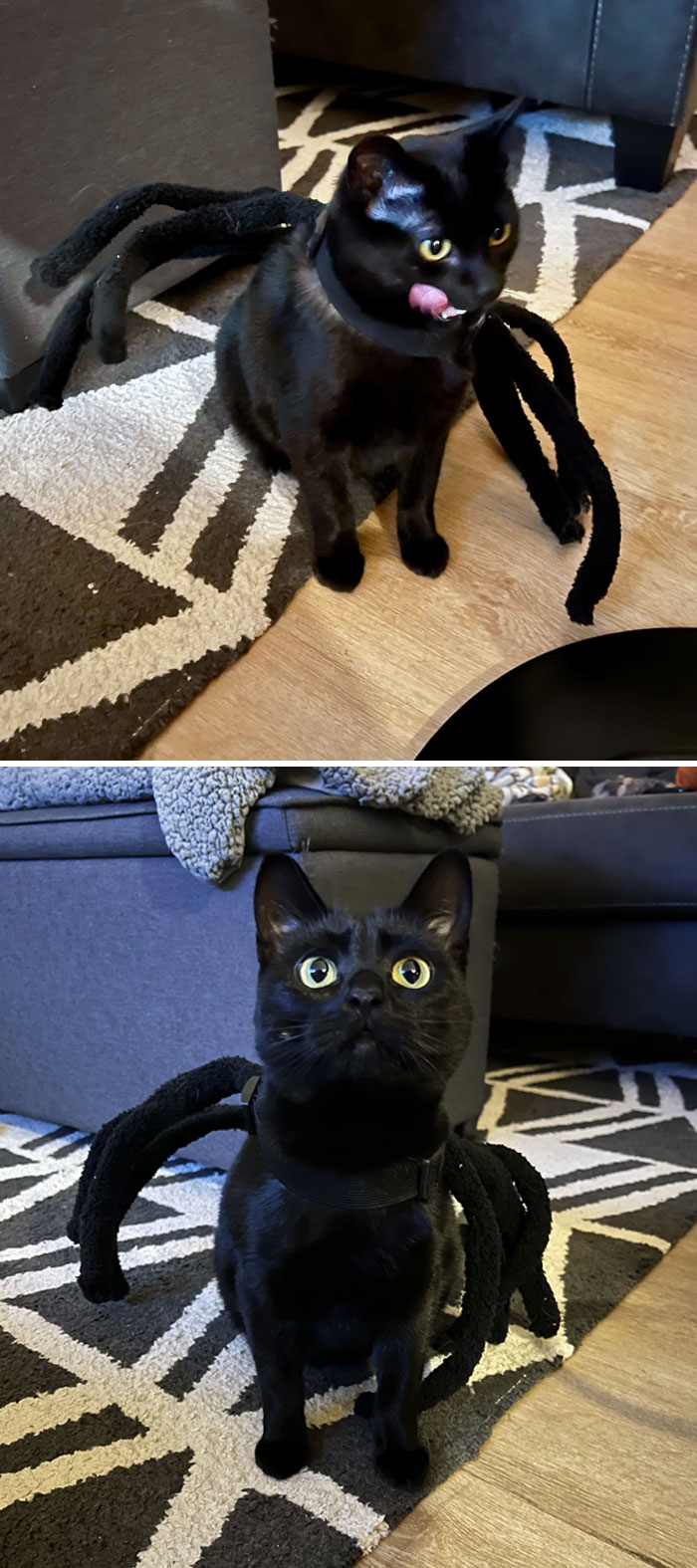 Happy Halloween From The Spider Cat