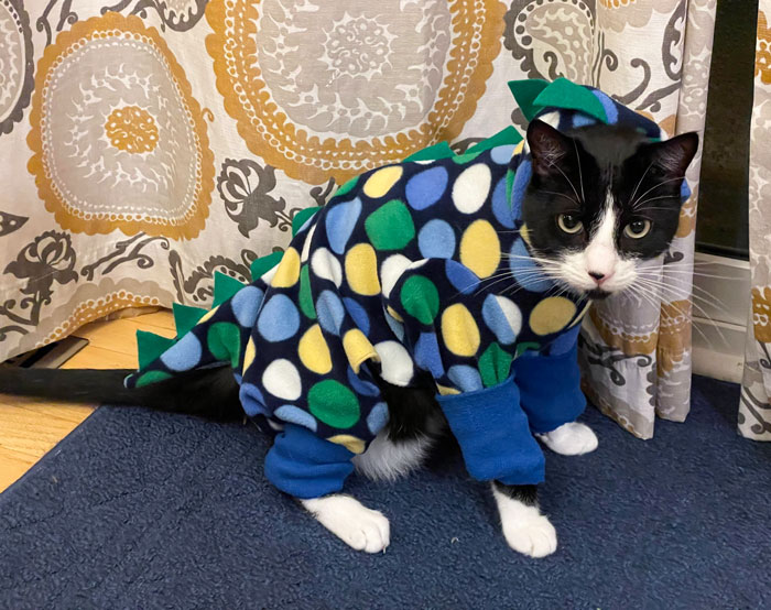 This Is Our Cat, Joe Biden, In His Dragon Costume