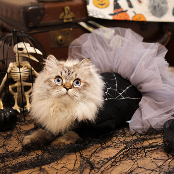 Anybody Else Dress Up For Halloween?