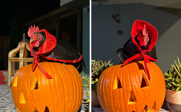 My Count Napoleon Is Ready To Seize The Night