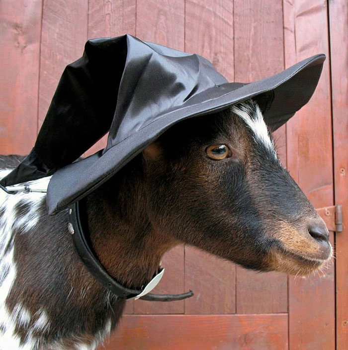 To All Those Who Are Bewitched By Goats: Happy Halloween