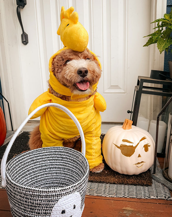 I’m Trick-Or-Treating As Woodstock This Year. Maybe I’ll Find The Great Pumpkin Along The Way