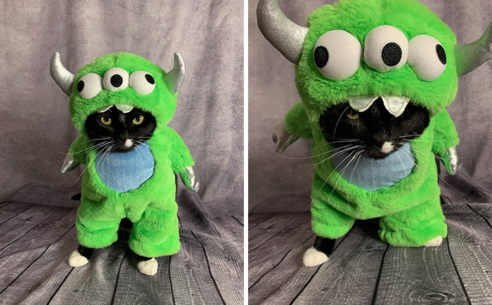 One Of The Most Fitting Costumes For This Little Monster