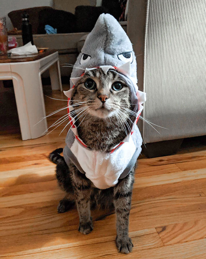 My Cat, Chewbacca, And His Shark Costume For Halloween