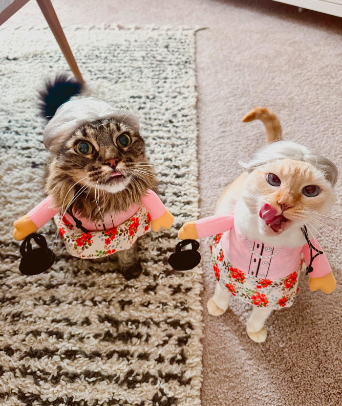 Happy Halloween From My Little Old Ladies. Pandora (Left, 11) And Persephone (Right, 10)