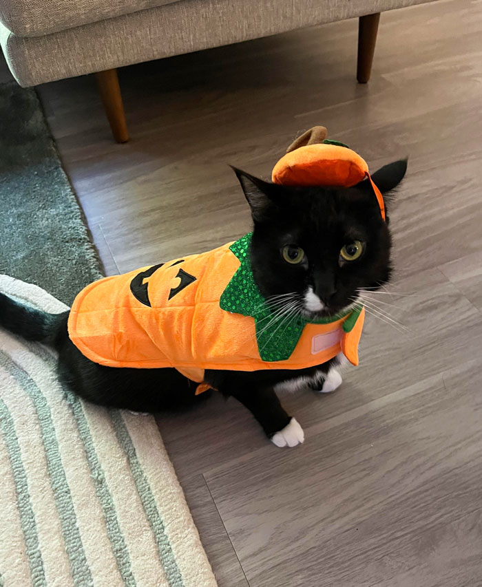 Happy Halloween From Casper. He Hated Every Second Of This